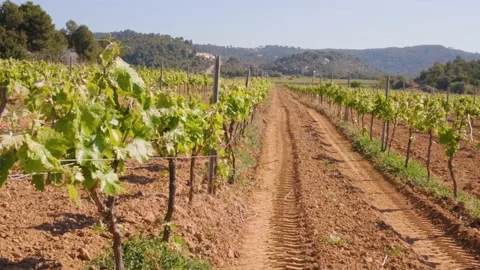 Vineyard Spain 2021. Vine. Grape garden Stock Footage 152926678