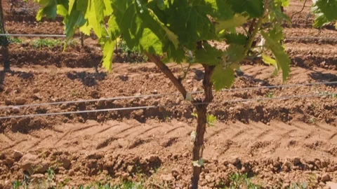Vineyard Spain 2021. Vine. Grape garden Stock Footage 152926680