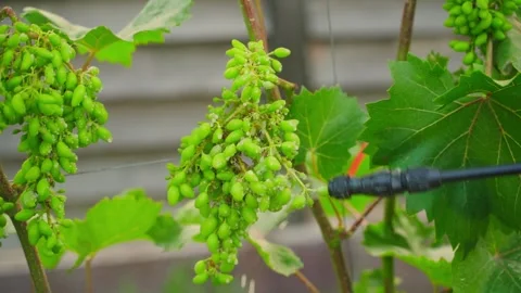 The vineyard is sprayed with a special agent from a sprayer. Stock Footage 315568710