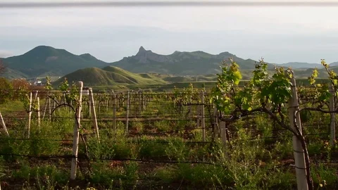 Vineyard in the spring against the backdrop of a mountain ridge Stock Footage 79405501