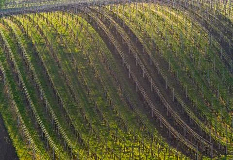 Vineyard in spring. Background Stock Photos