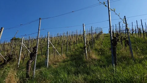 Vineyard in spring with blue sky Stock Footage 129513289