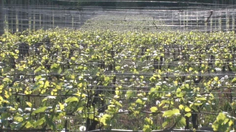Vineyard in the Spring Stock Footage 734923