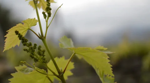 Vineyard in Spring Stock Footage 37726402