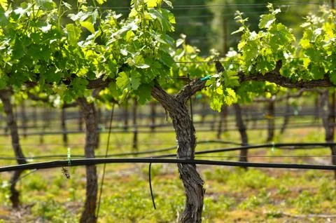Vineyard in spring Stock Photos