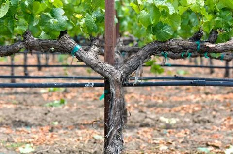 Vineyard in spring Stock Photos