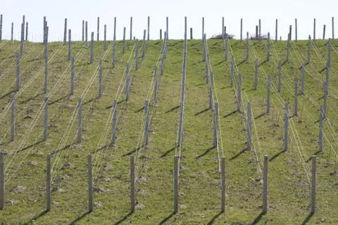 Vineyard in the Spring Foto stock