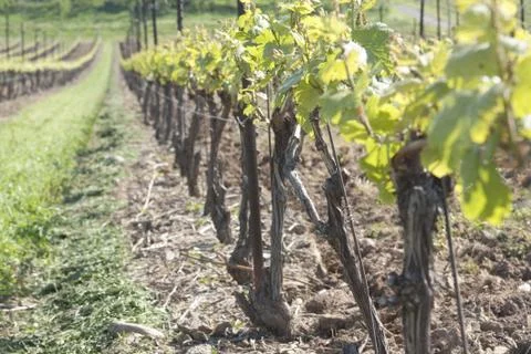 Vineyard in the Spring Foto stock