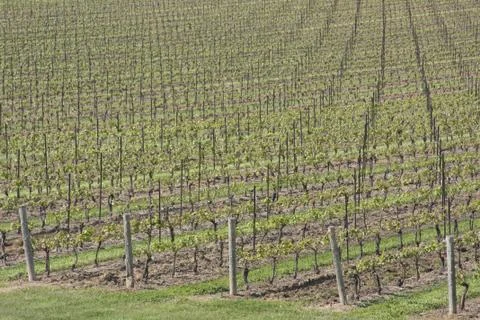 Vineyard in the Spring Stock Photos