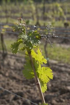 Vineyard in the Spring Foto stock