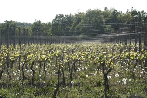 Vineyard in the Spring Foto stock