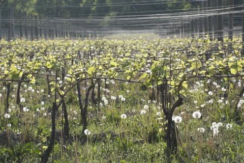 Vineyard in the Spring Foto stock