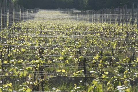Vineyard in the Spring Stock Photos