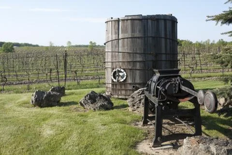 Vineyard in the Spring Foto stock