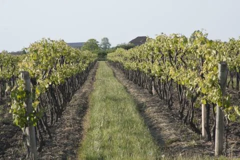 Vineyard in the Spring Stock Photos