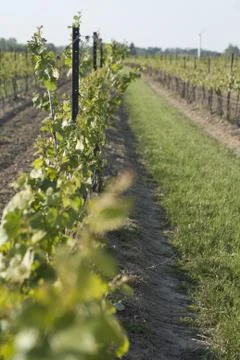 Vineyard in the Spring Stock Photos