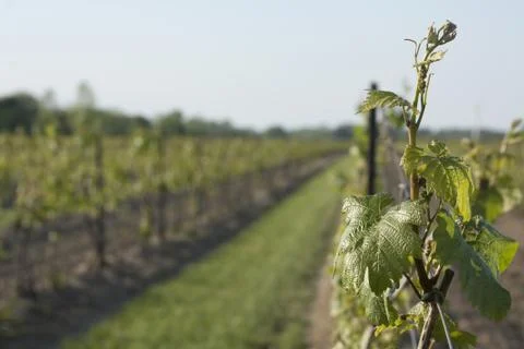 Vineyard in the Spring Foto stock