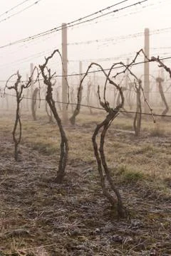 Vineyard in spring Stock Photos