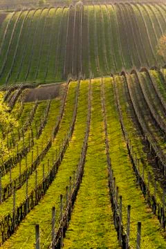 Vineyard in spring Stock Photos