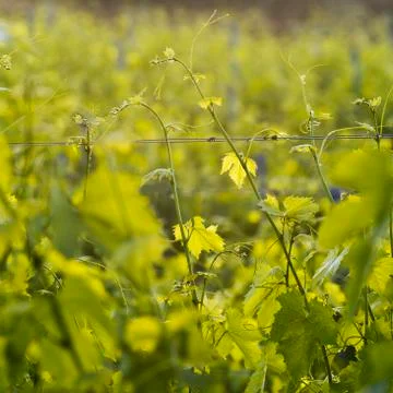 Vineyard in spring Stock Photos