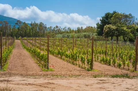 Vineyard in spring Foto stock