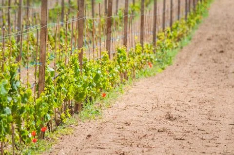 Vineyard in spring Stock Photos