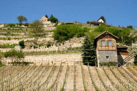 Vineyard  at spring Stock Photos