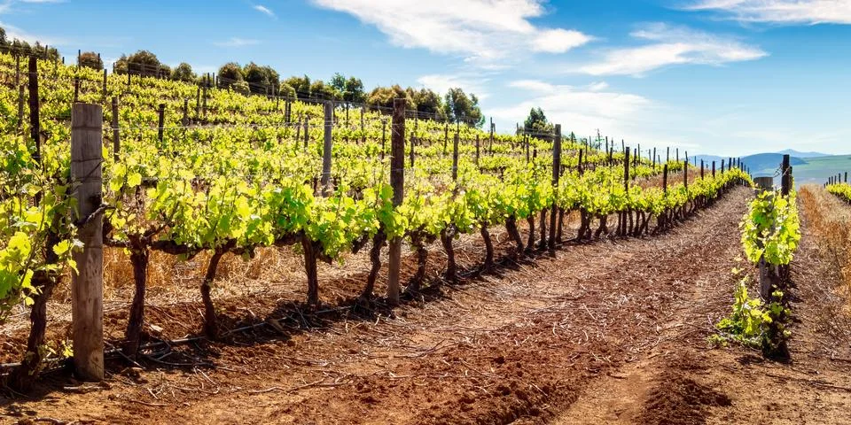 Vineyard in Spring Stock Photos