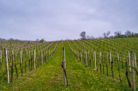 Vineyard in spring Stock Photos