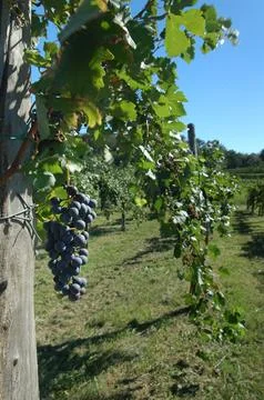 Vineyard spring Stock Photos