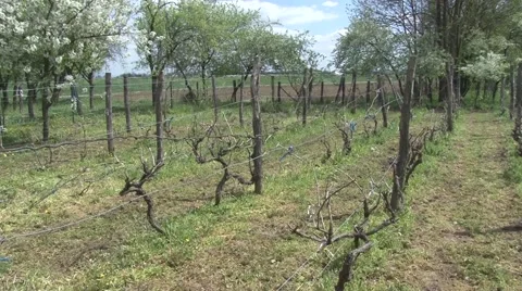 Vineyard in spring, pruned vine Stock Footage 49967286