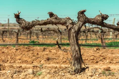 Vineyard in spring, selective focus, place for text 스톡 사진