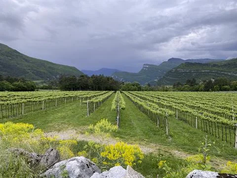 Vineyard in springtime, black numb Foto stock