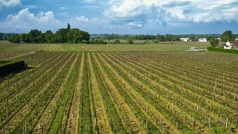 Vineyard in St Emilion Stock Photos