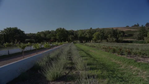 Vineyard in Stellenbosch at Sunset | Rec. 709 Stock Footage 308462615