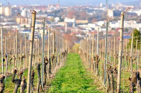 Vineyard stocks Stock Photos