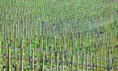 Vineyard stocks Stock Photos