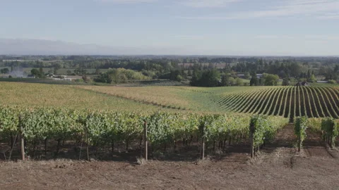 Vineyard stretches across expansive rolling Oregon landscape Stock Footage 332255625