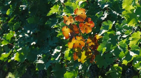 Vineyard in summer day Stock Footage 67559241