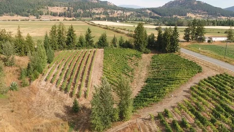 Vineyard in the summer Stock Footage 87438163