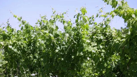 Vineyard at summer Stock Footage 99282488