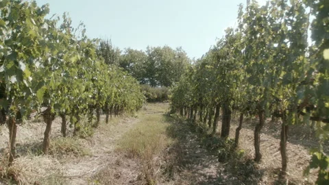 Vineyard in summer Stock Footage 233200047