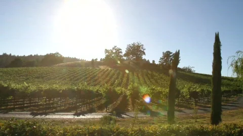 Vineyard Summer Harvest Stock Footage 837839