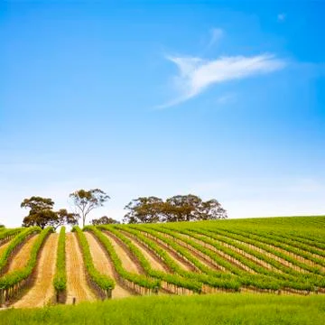 Vineyard in summer Stock Photos
