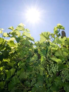 Vineyard in summer 스톡 사진