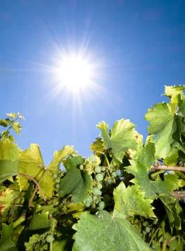 Vineyard in summer Stock Photos