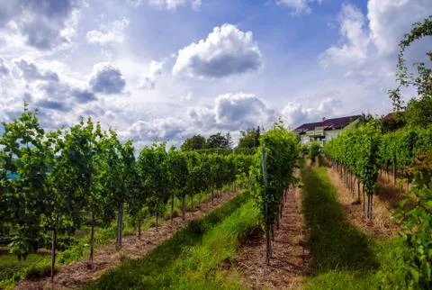 Vineyard in the summer of stuttgart Stock Photos
