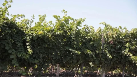 Vineyard summer sun field Stock Footage 83988676