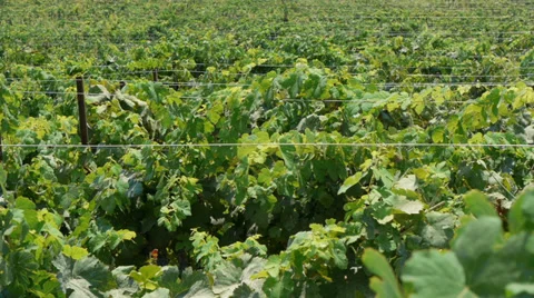 Vineyard summer time Video stock 27657555