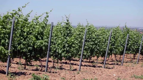 Vineyard at summer, two frames Stock Footage 99282479